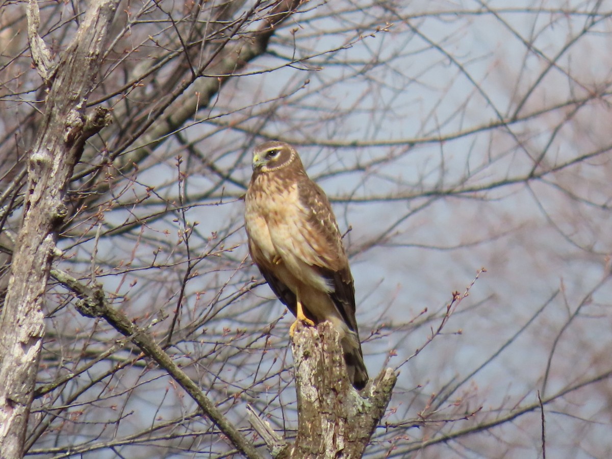 Northern Harrier - ML616040736