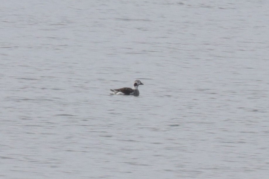 Long-tailed Duck - ML616040791