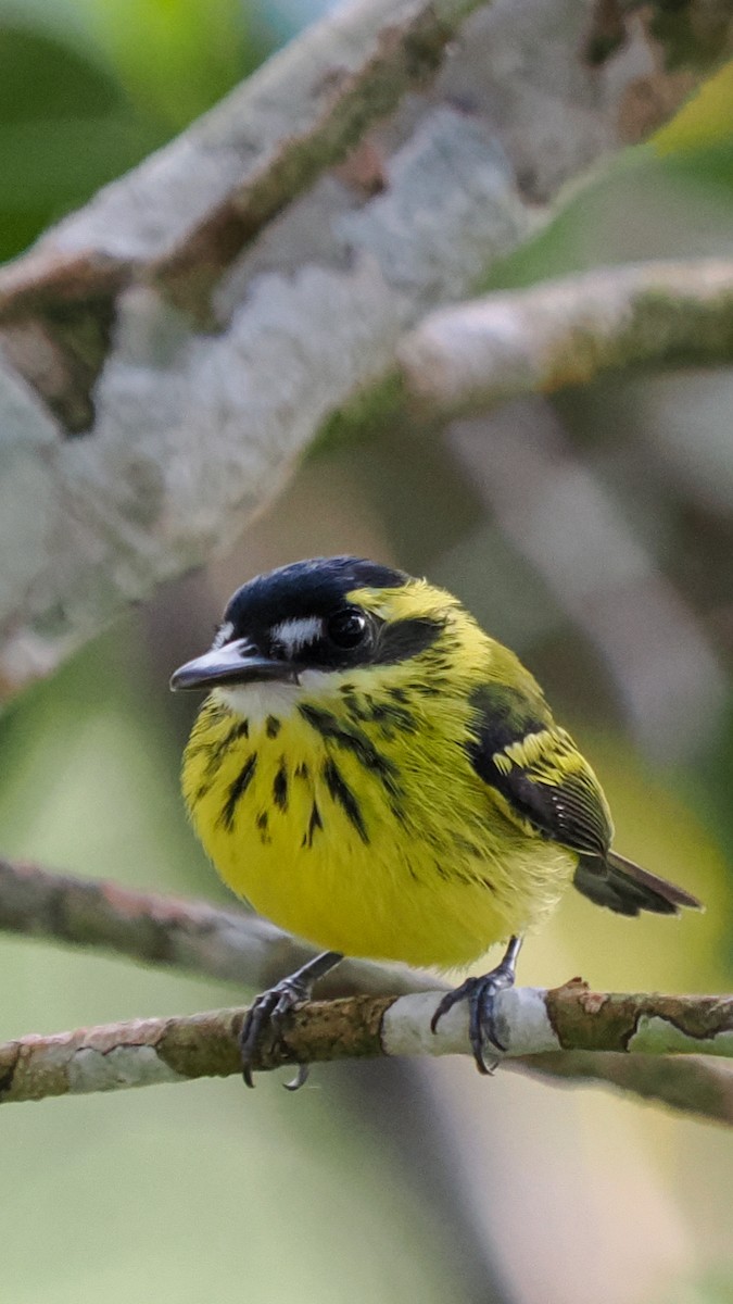 Yellow-browed Tody-Flycatcher - Scott Tuthill