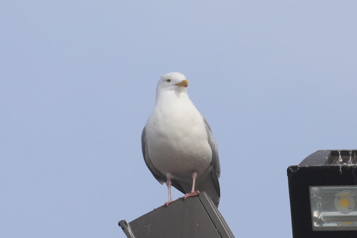 Gaviota Argéntea - ML616040823