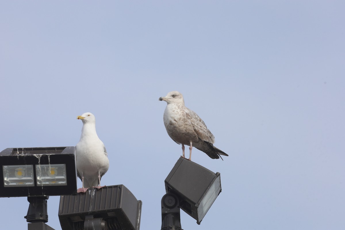 Gaviota Argéntea - ML616040824