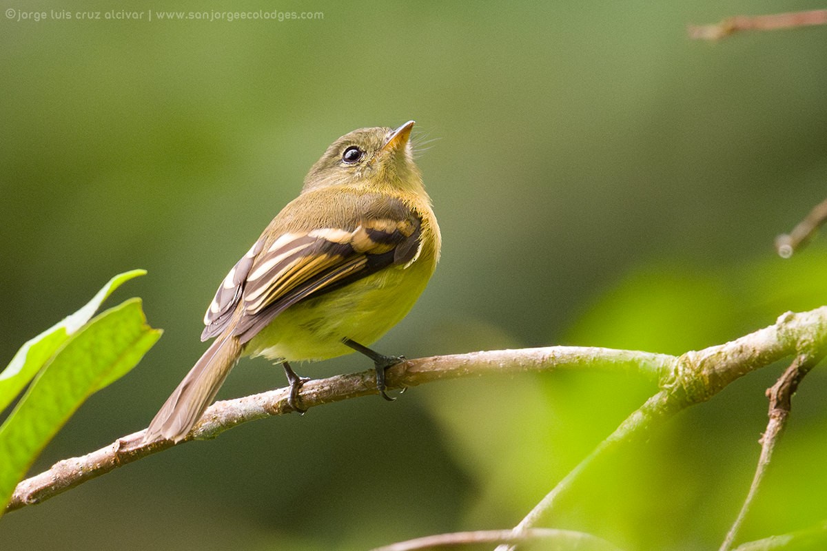 Handsome Flycatcher - ML616040833