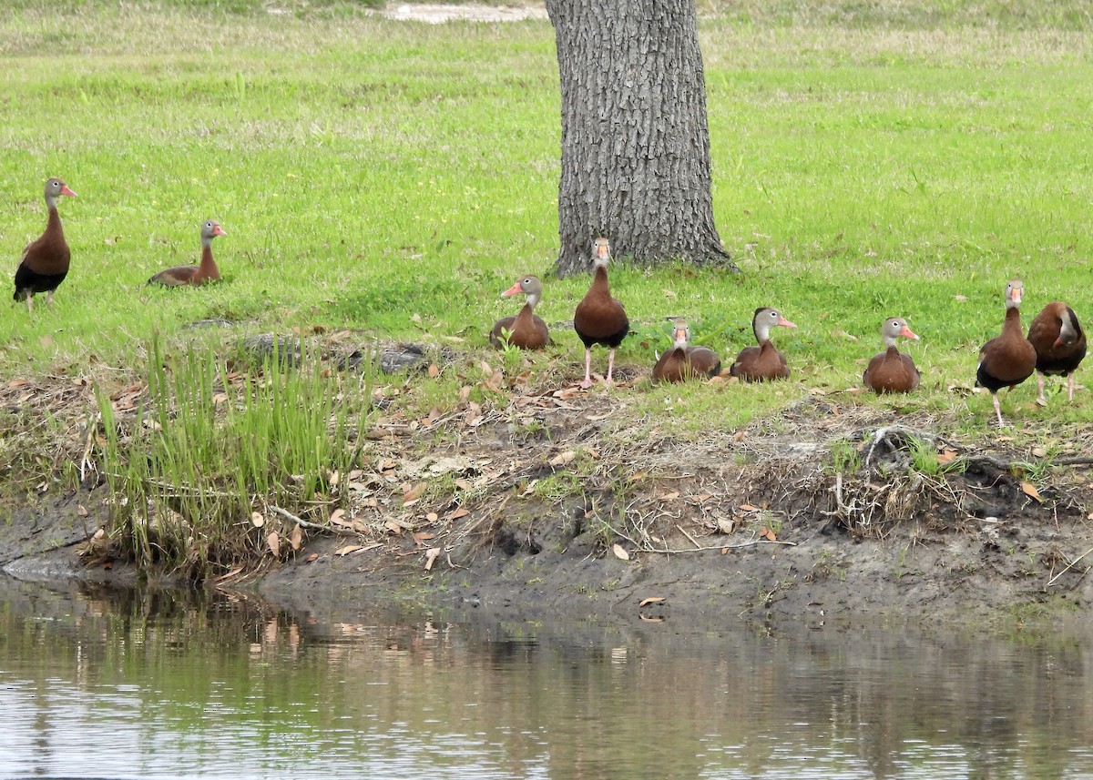 Black-bellied Whistling-Duck - ML616040834