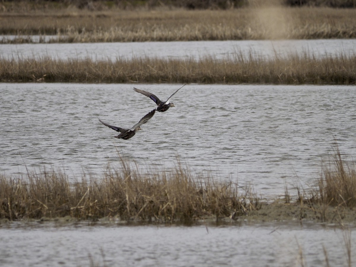 American Black Duck - ML616040835