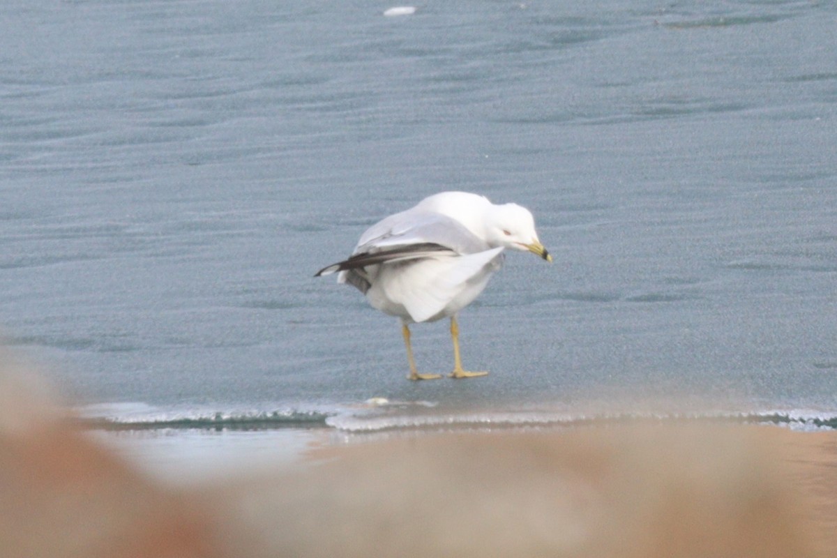 Ring-billed Gull - ML616040836