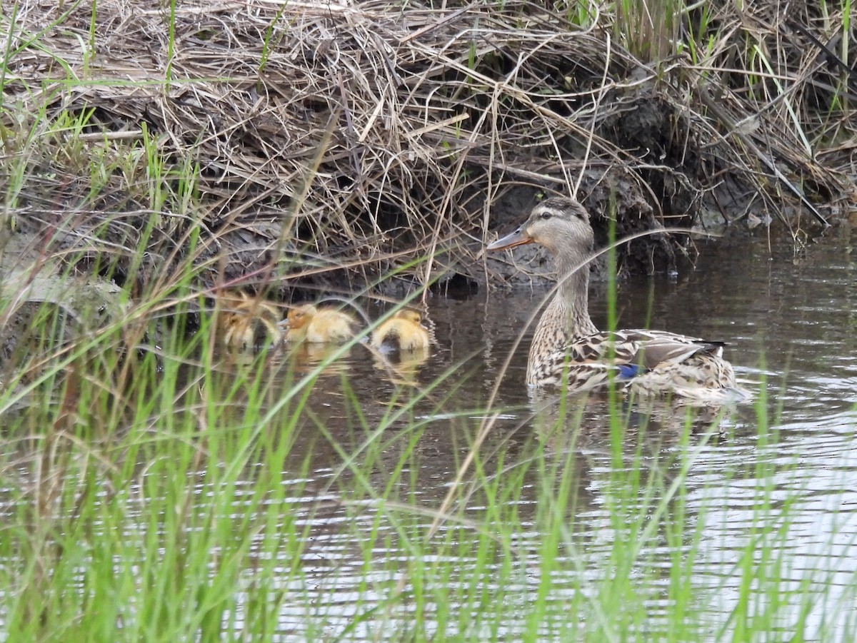 Mallard (Domestic type) - ML616040843