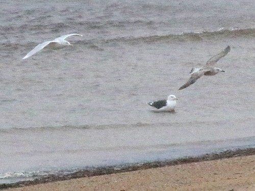 Glaucous Gull - ML616040845