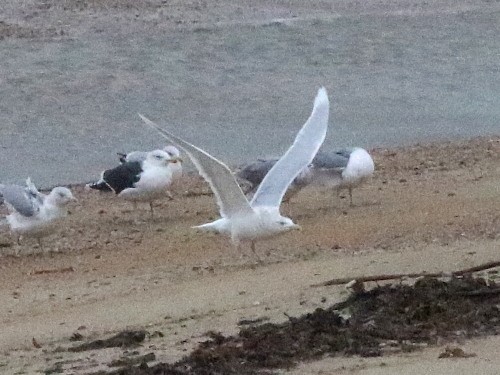 Glaucous Gull - ML616040848