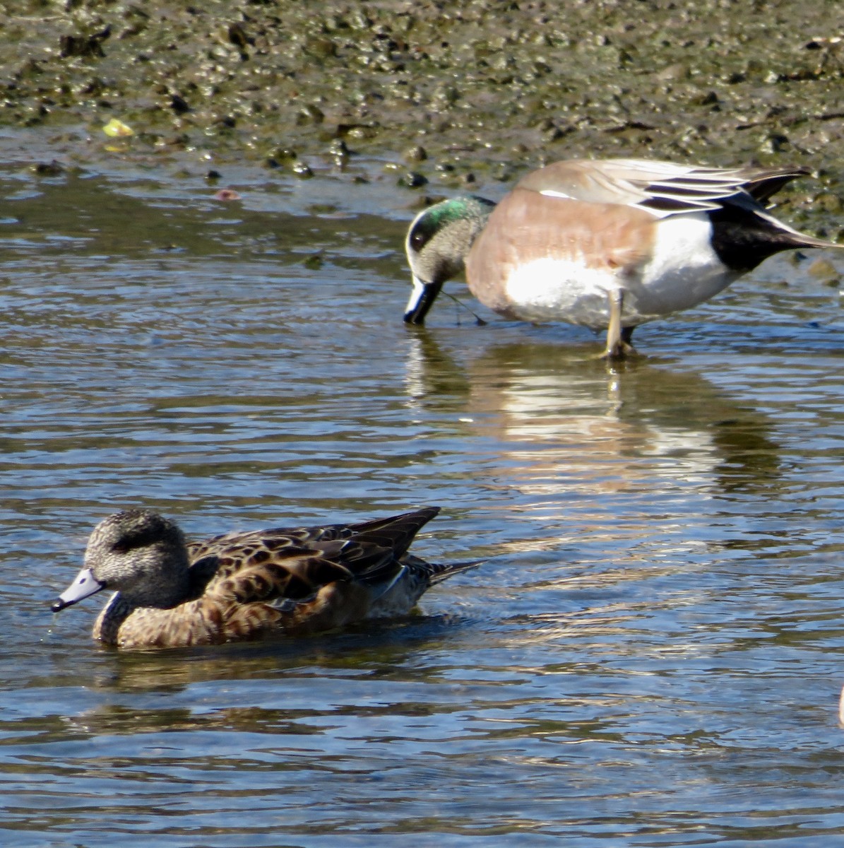 American Wigeon - ML616040860