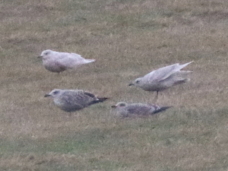 Gaviota Groenlandesa (glaucoides) - ML616040868