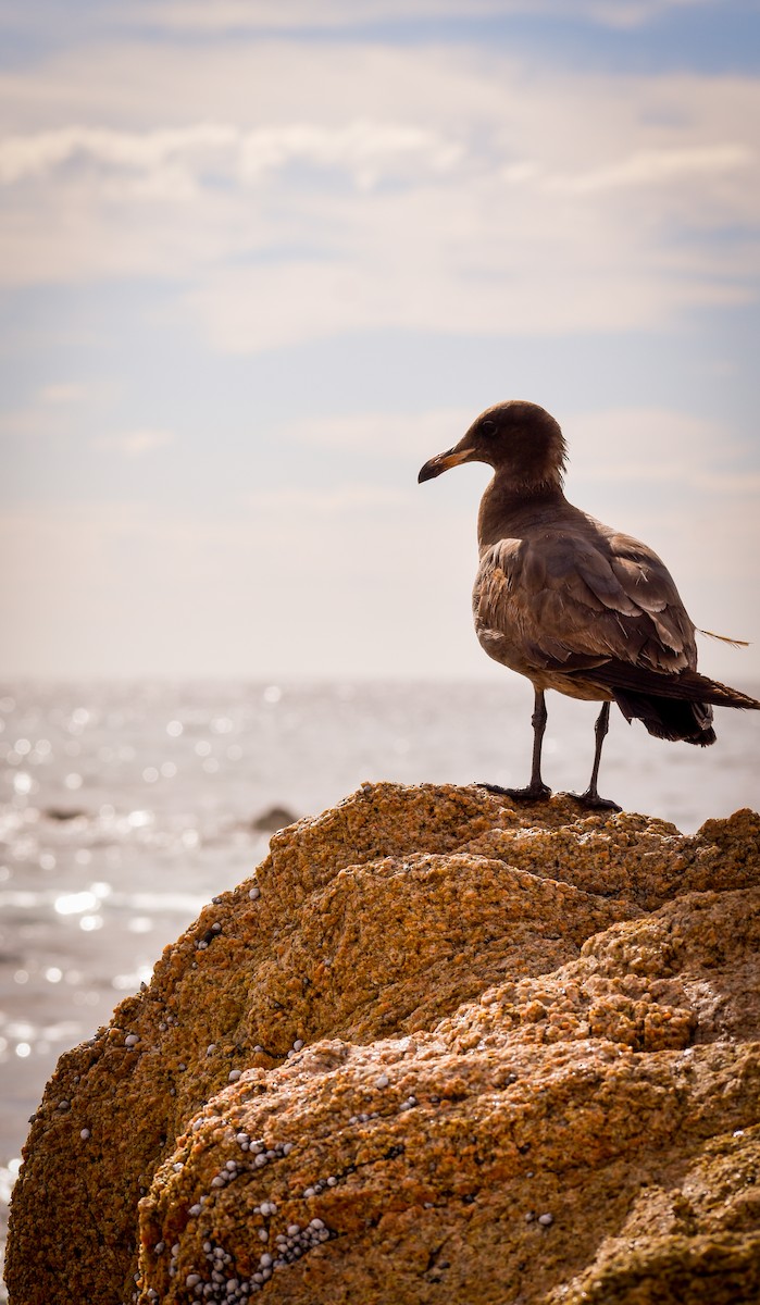 Heermann's Gull - Luiz Stern