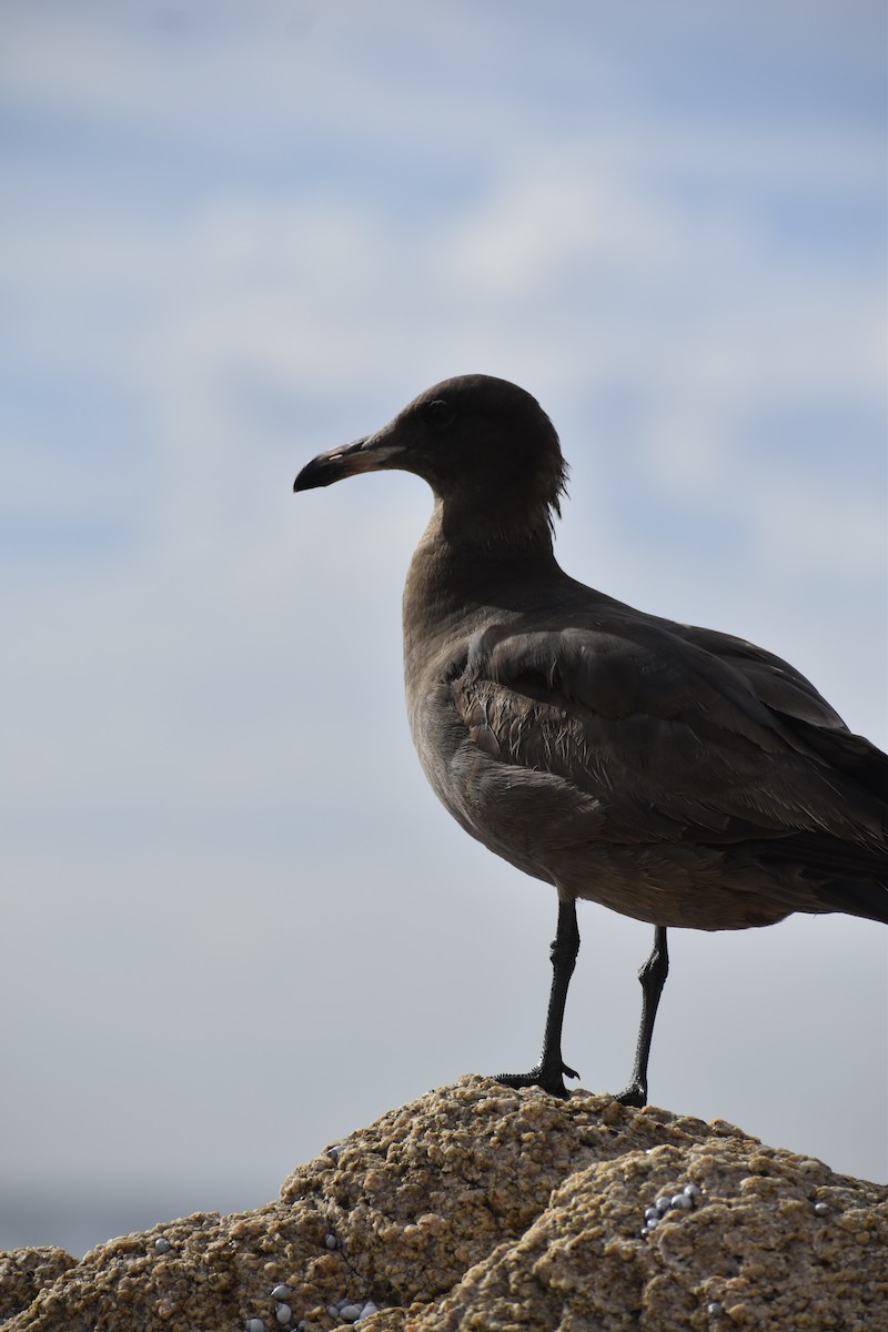 Heermann's Gull - ML616040878