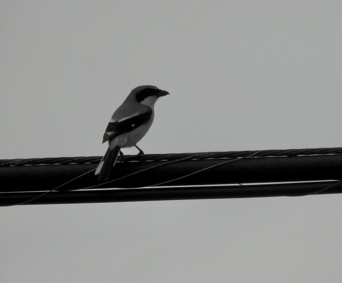 Loggerhead Shrike - Mary Mehaffey