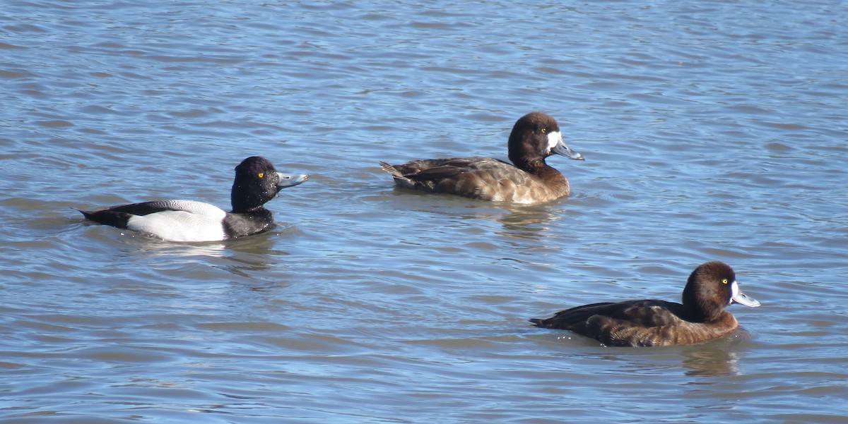 Greater Scaup - ML616040920