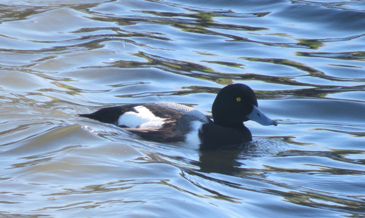 Greater Scaup - ML616040921