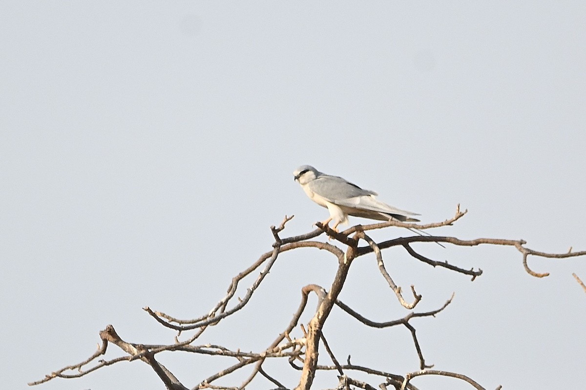 Scissor-tailed Kite - Alvaro Rodríguez Pomares