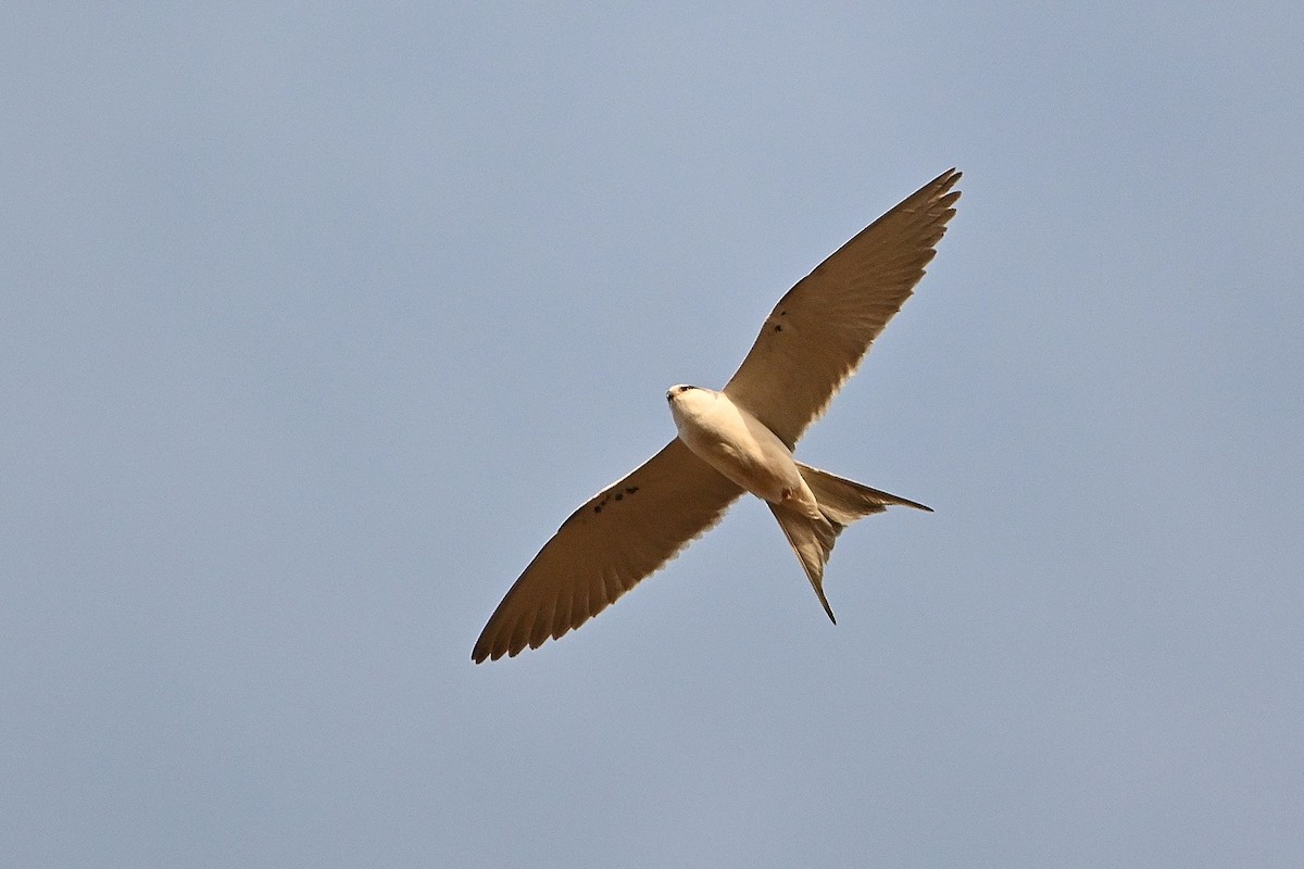 Scissor-tailed Kite - Alvaro Rodríguez Pomares