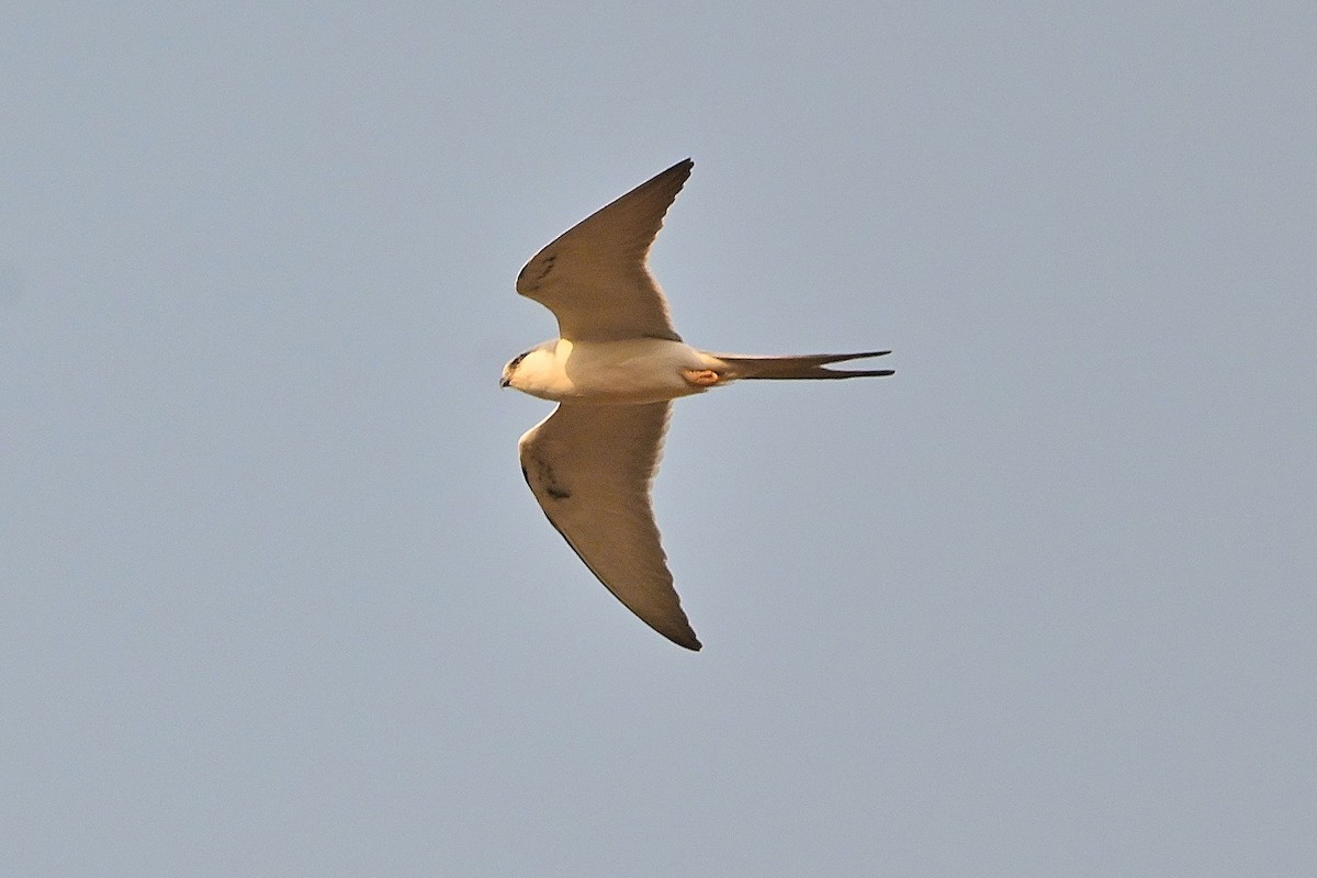 Scissor-tailed Kite - ML616040980