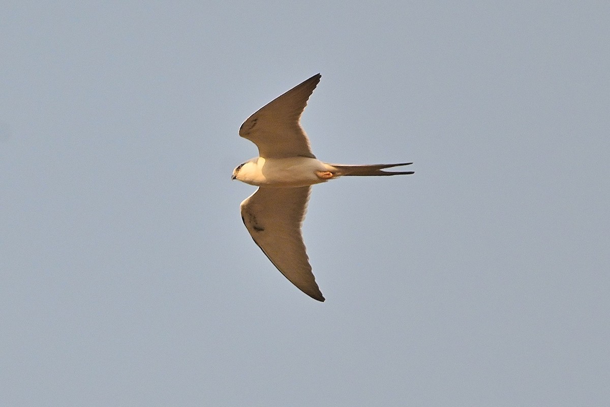 Scissor-tailed Kite - Alvaro Rodríguez Pomares