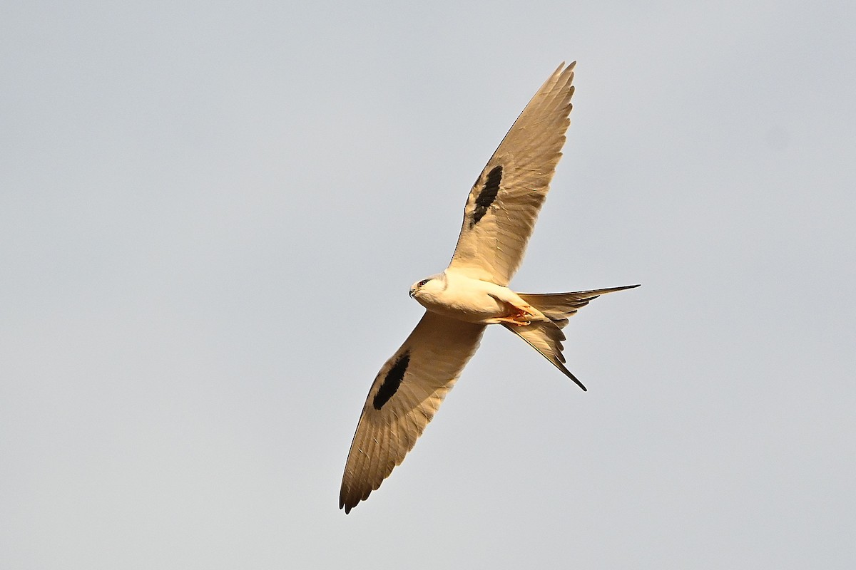 Scissor-tailed Kite - Alvaro Rodríguez Pomares