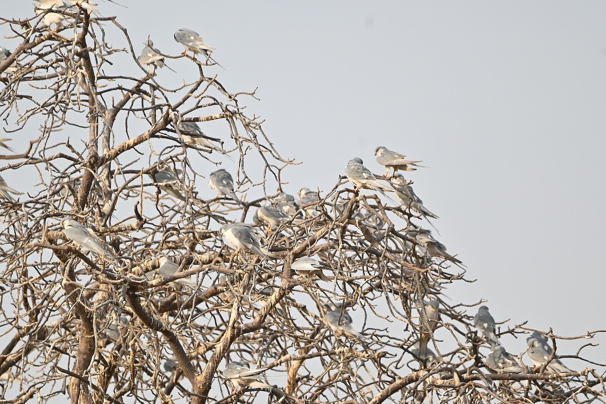 Scissor-tailed Kite - ML616040992