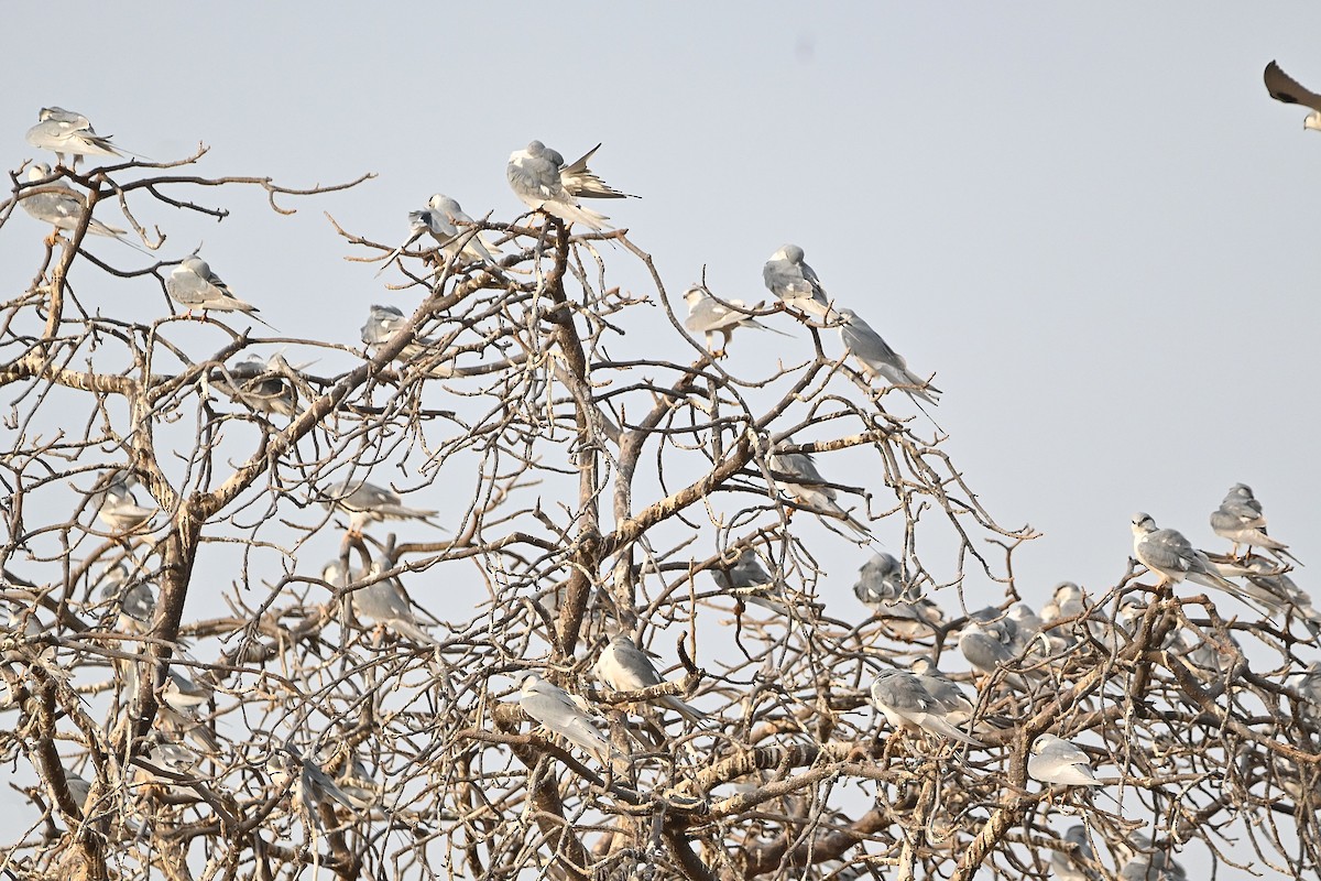 Scissor-tailed Kite - ML616040998