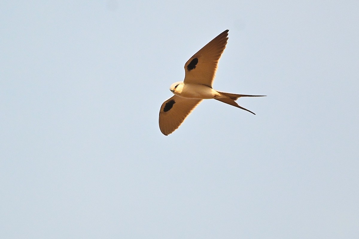 Scissor-tailed Kite - Alvaro Rodríguez Pomares