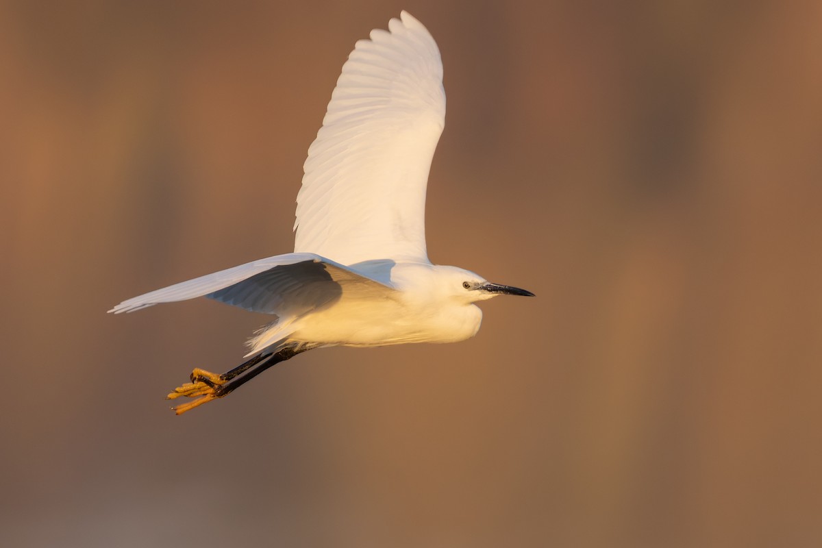 Little Egret (Western) - ML616041074