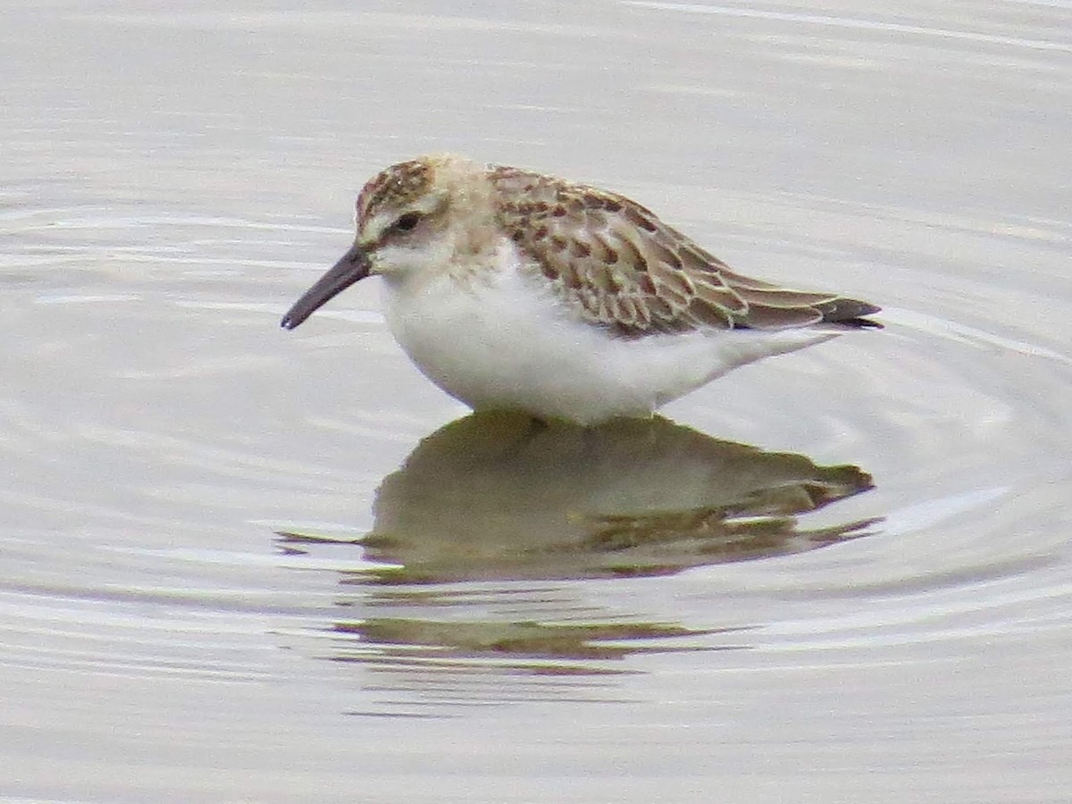 Semipalmated Sandpiper - ML616041083