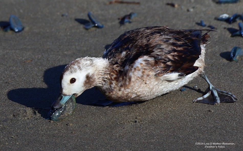 Long-tailed Duck - ML616041090