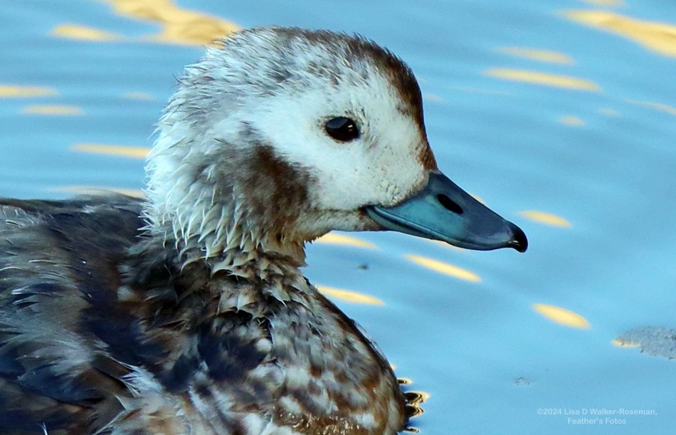 Long-tailed Duck - Lisa Walker-Roseman