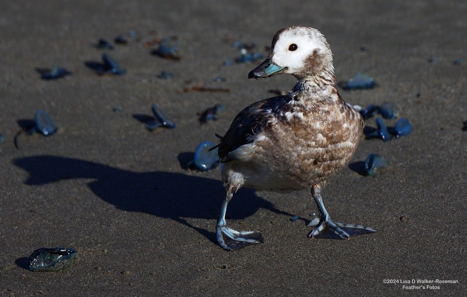 Long-tailed Duck - Lisa Walker-Roseman