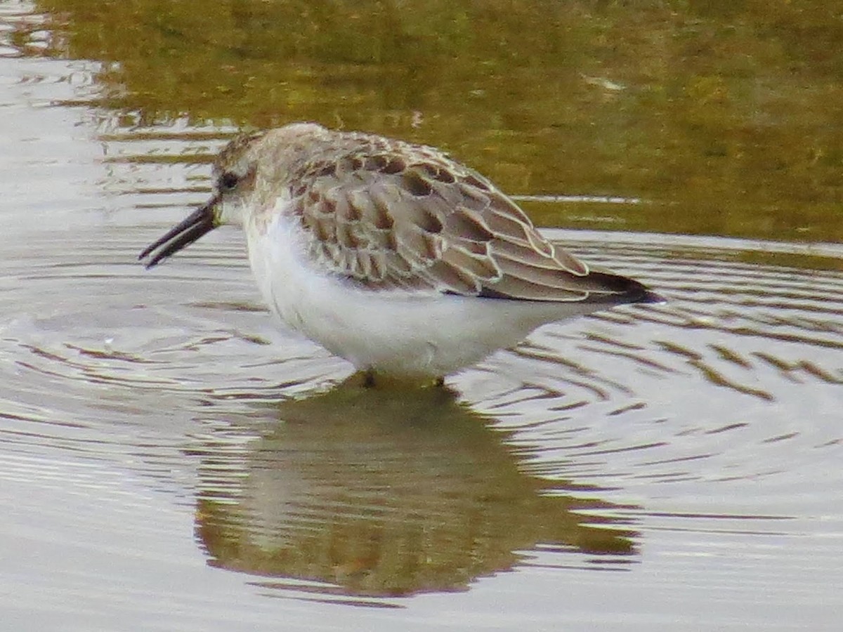 Semipalmated Sandpiper - ML616041097