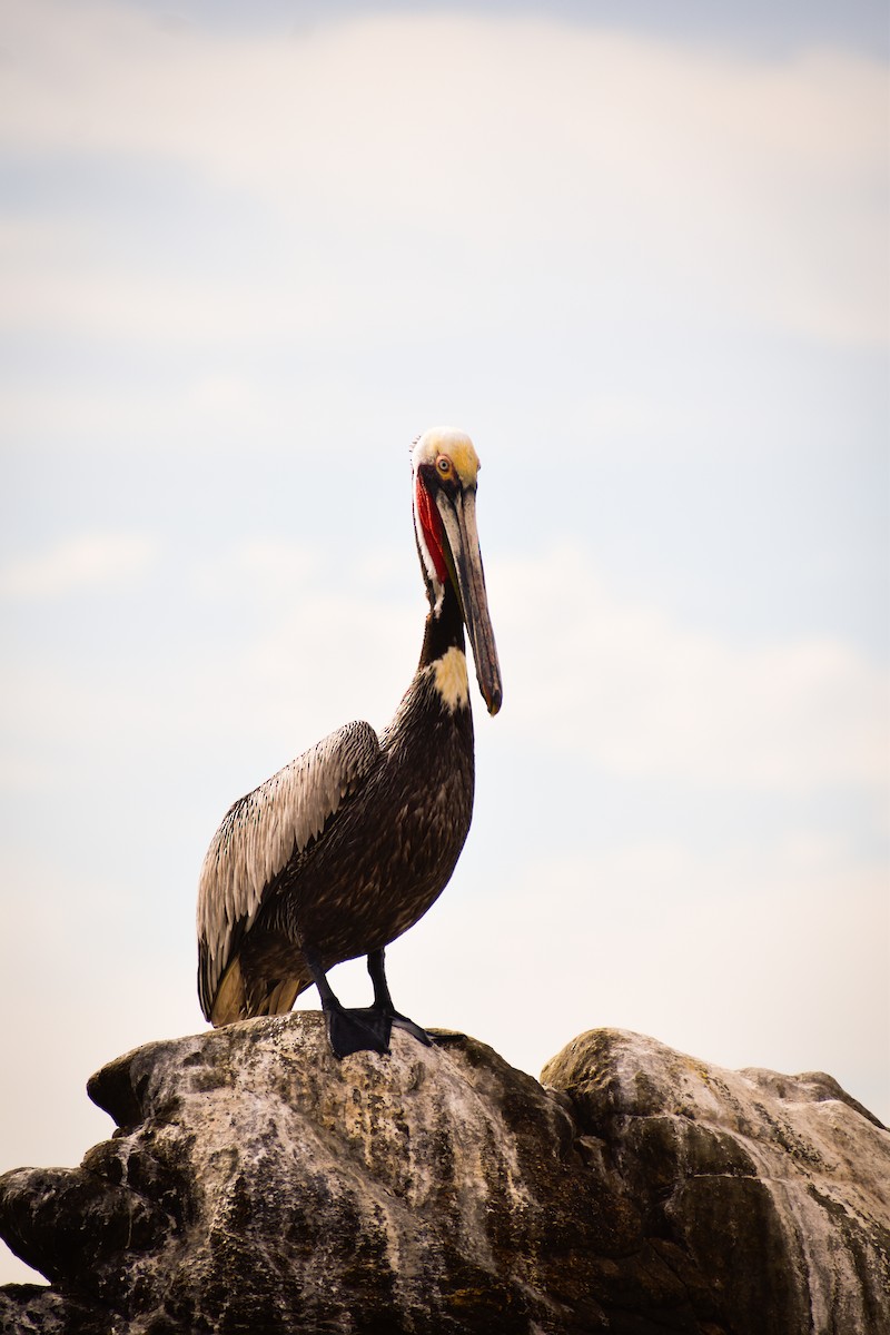 Brown Pelican - ML616041121