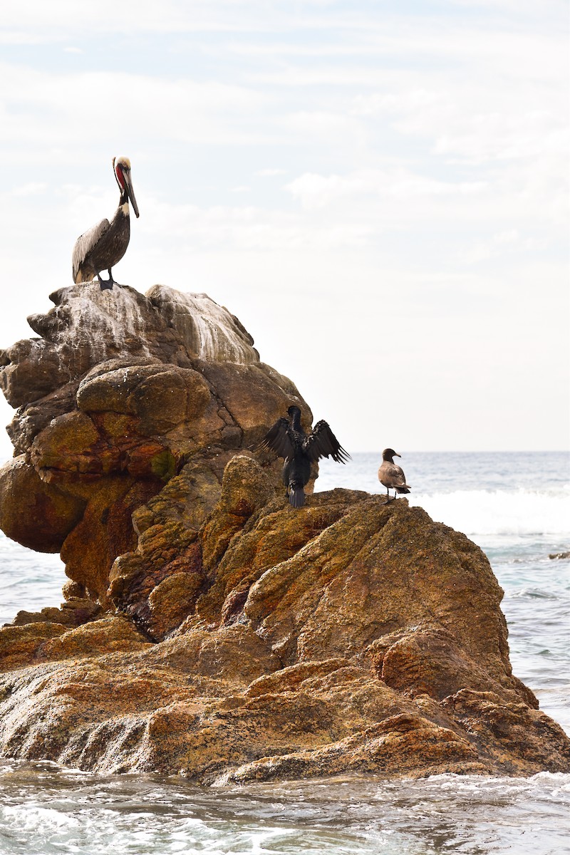 Brown Pelican - ML616041123