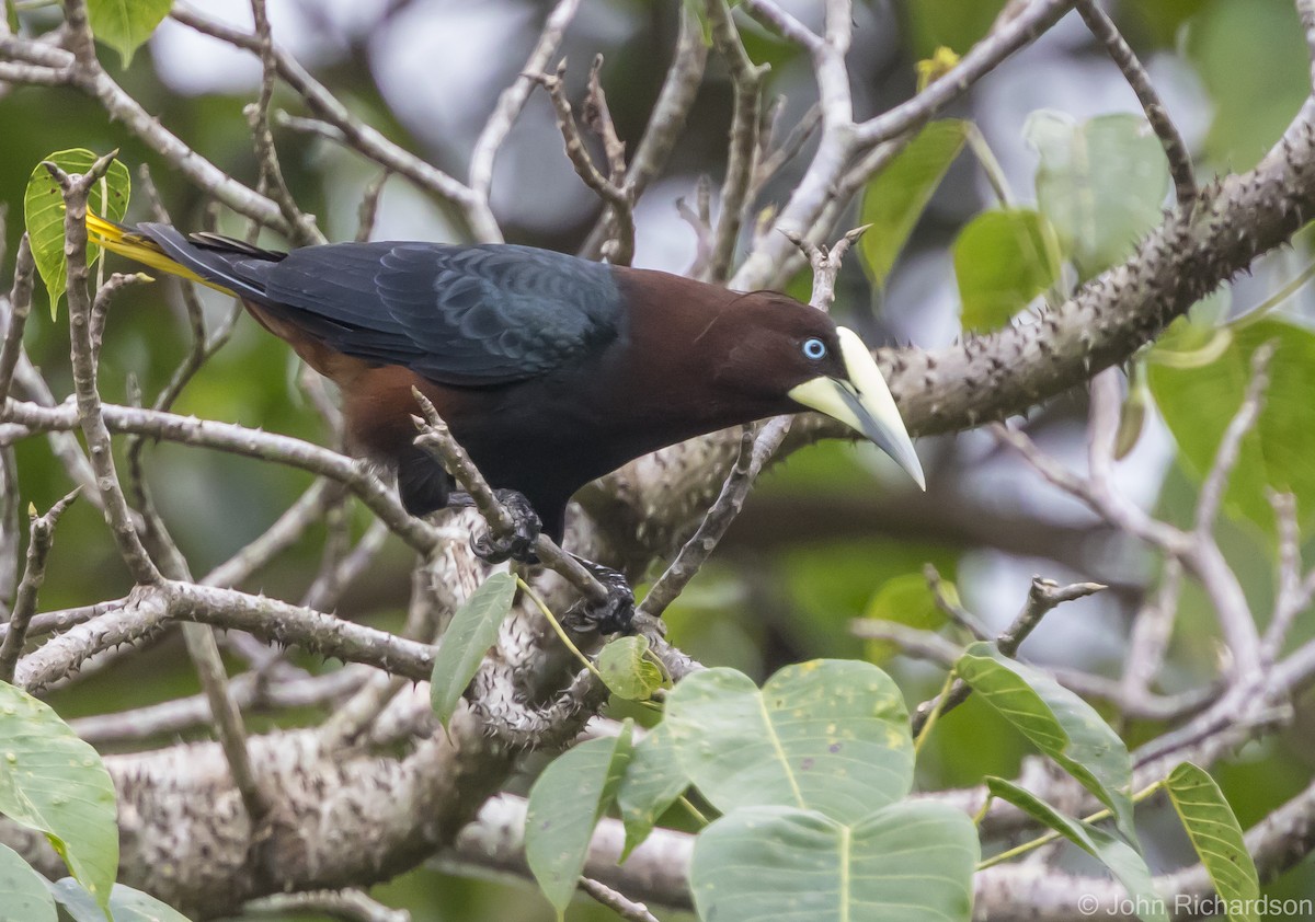 Chestnut-headed Oropendola - ML616041149