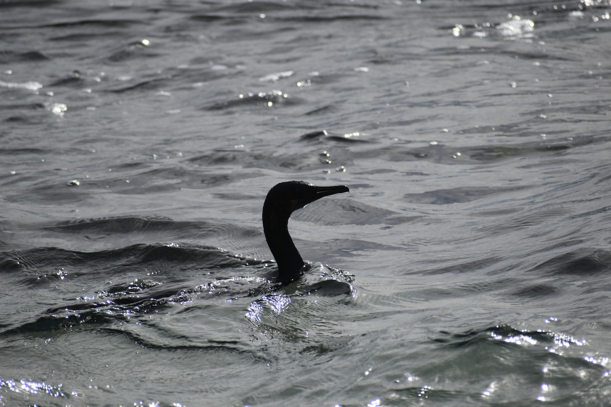 Brandt's Cormorant - ML616041150