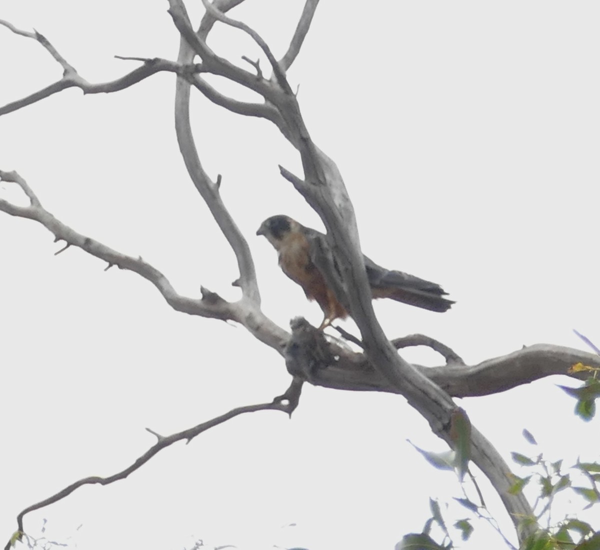 Australian Hobby - ML616041152