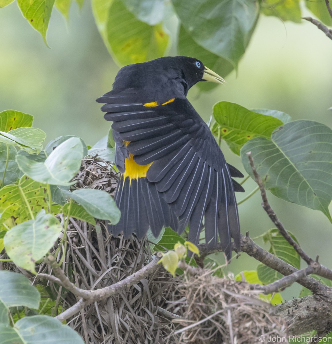 Yellow-rumped Cacique - John Richardson