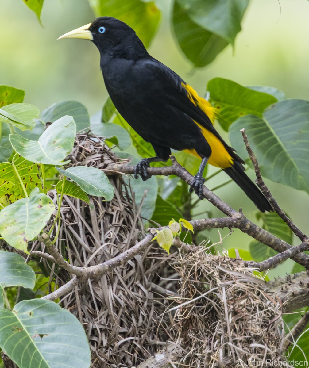 Yellow-rumped Cacique - John Richardson