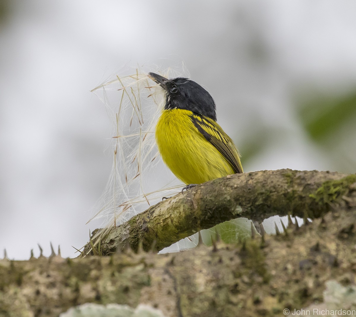 Black-headed Tody-Flycatcher - ML616041215