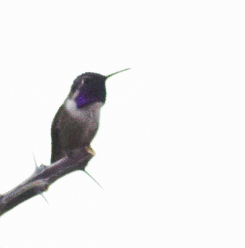 Costa's Hummingbird - ML616041256