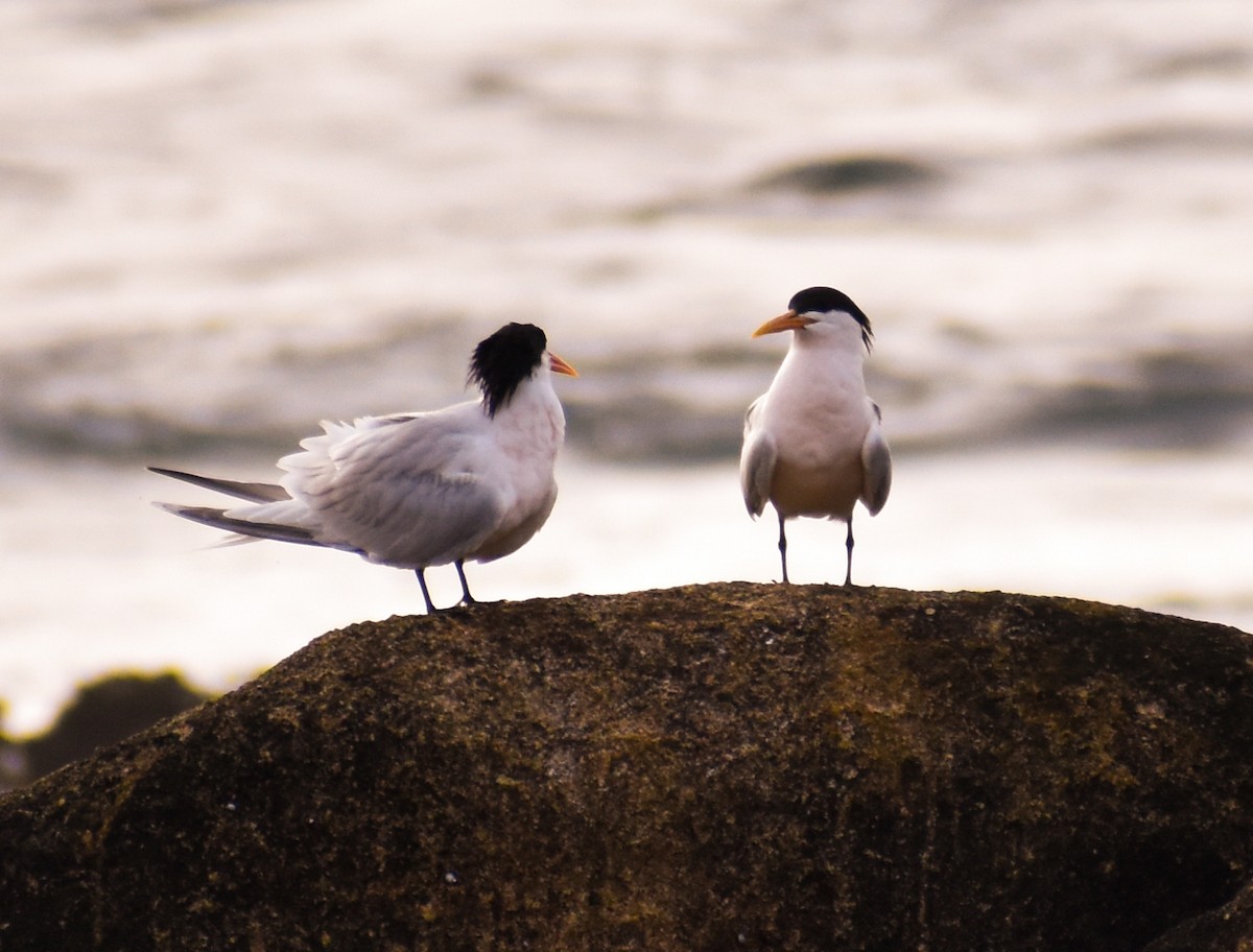 Elegant Tern - ML616041273