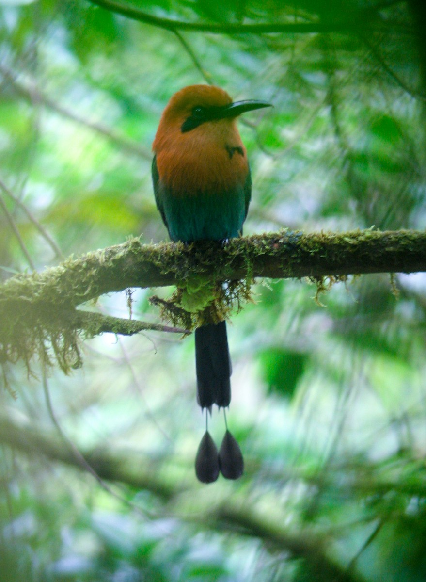 Rufous Motmot - Brian Small