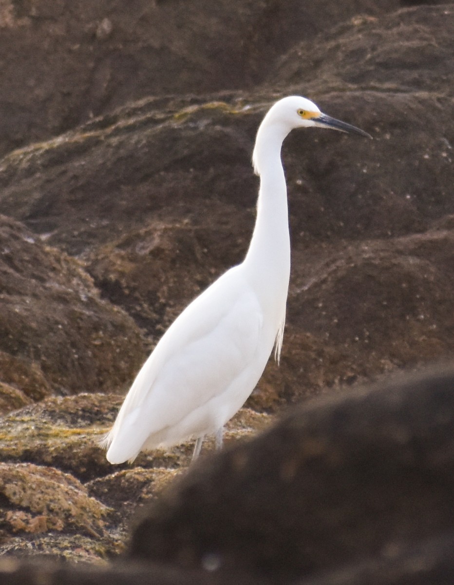 Snowy Egret - ML616041293