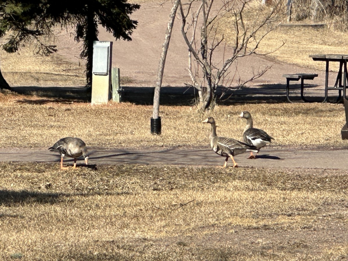 Greater White-fronted Goose - ML616041345