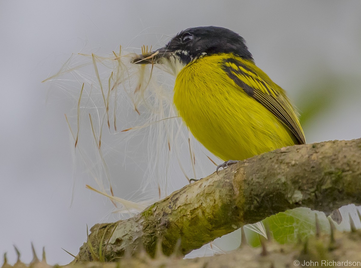 Black-headed Tody-Flycatcher - ML616041354