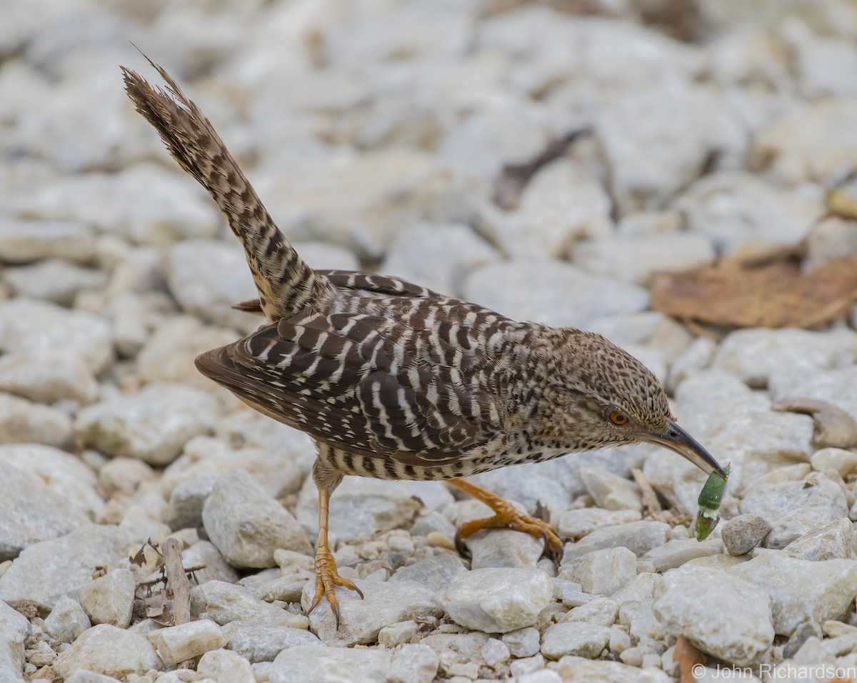 Band-backed Wren - ML616041359