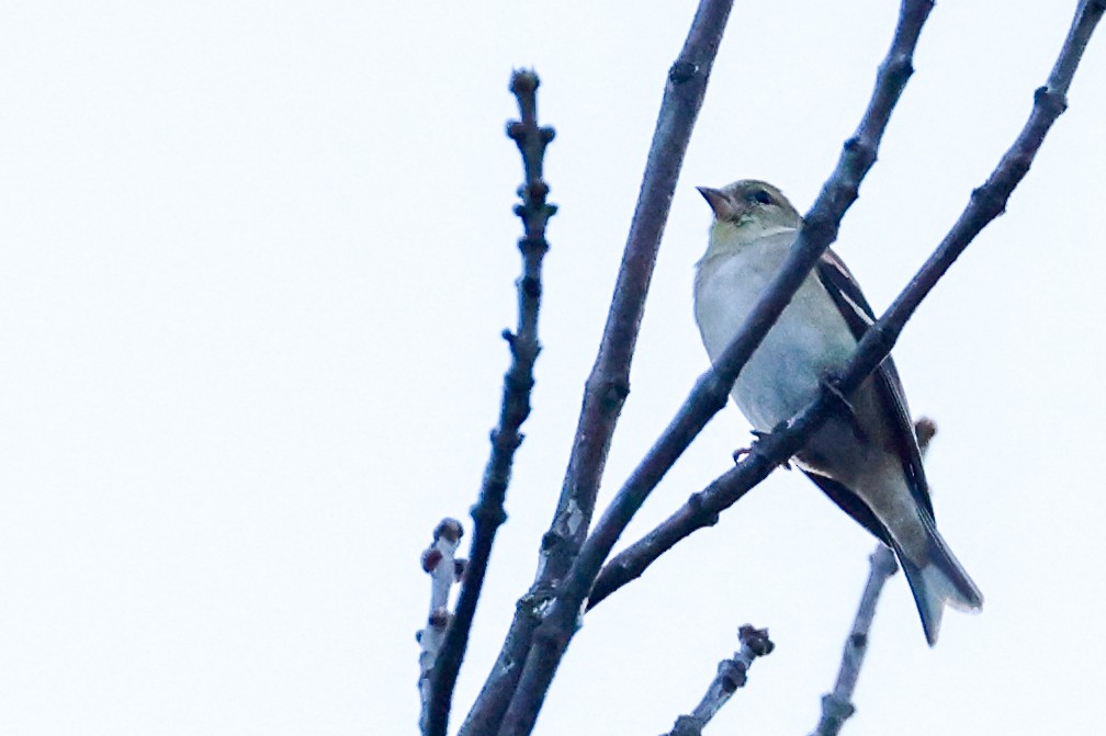 American Goldfinch - ML616041361