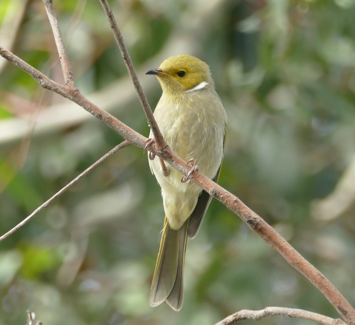 White-plumed Honeyeater - ML616041366